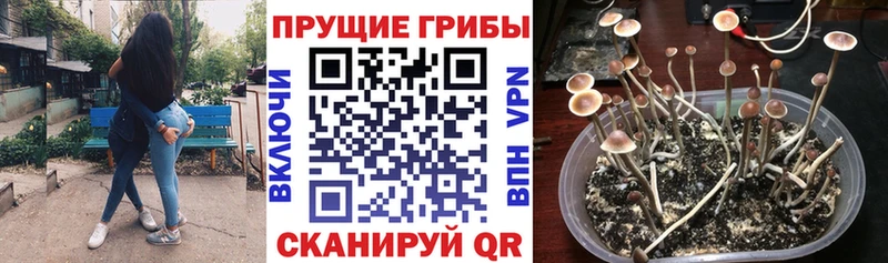 Псилоцибиновые грибы GOLDEN TEACHER Долгопрудный